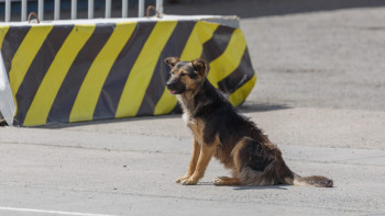 Фотография к новости: 16-17 желтоқсанда Қазақстан-Қытай шекарасында өткізу пункттері жабылады