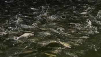 Фотография к новости: Алматы облысында экзотикалық балық түрі өсіріледі