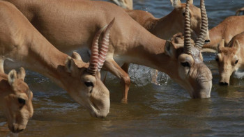 Фотография к новости: Киіктің Қызыл кітаптағы санаты өзгерді