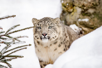 Фотография к новости: Елімізде қанша қар барысы бар?