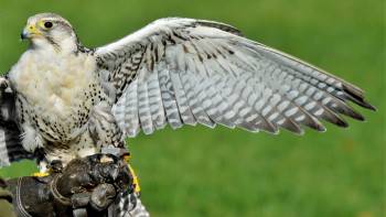 Фотография к новости: Қазақстанда ителгілердің қарасы азайған