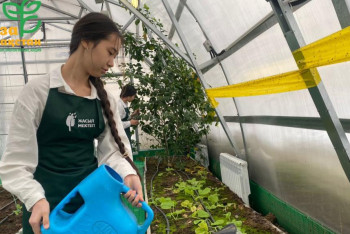 Фотография к новости: Астананың 20 білім ошағындағы жылыжайда жемістер мен көкөністер өсіріледі