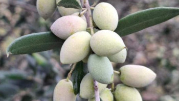 Фотография к новости: Елімізде зәйтүн майын өндіретін зауыты іске қосу жоспарлануда