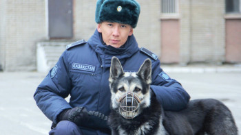 Фотография к новости: Кинология: Қызметтік иттер 11 млн иіске дейін ажырата алады