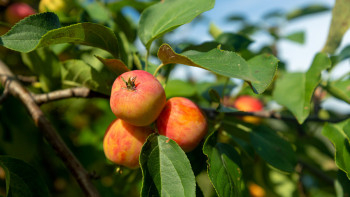 Фотография к новости: Ауыл шаруашылығын қайтсек дамытамыз?