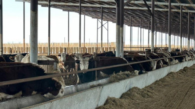 БҚО-да қуаттылығы 15 000 бас ірі қара мал бордақылау алаңы іске қосылды