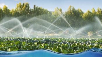 Фотография к новости: Түркістанда 247 мың гектар жер суармалы сумен қамтылды