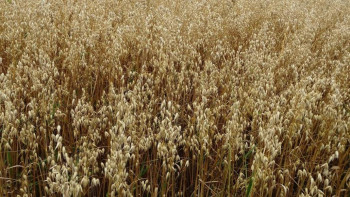 Фотография к новости: Ғалымдар сұлы селекциясы бойынша жұмыстарды жалғастырып жатыр