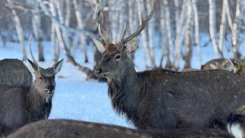 Фотография к новости: Маралдар әлемі: Экотуризм немесе пантымен адамды қалай емдейді