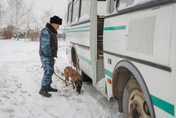 Фотография к новости: Қызметтік иттер есірткі тасымалдаудың 33 фактісін анықтауға көмектесті