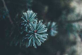 Фотография к новости: Семейде мұғалімдерді шырша безендіруге тартқандар жауапқа тартылады