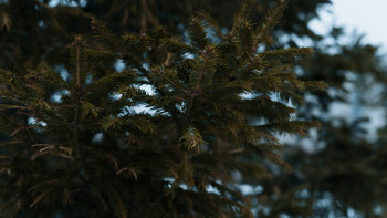 Фотография к новости: Солтүстік Қазақстан облысында орман күзеті күшейтілді