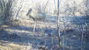 Фотография к новости: Шарын ұлттық паркінде жабайы қабан мен елік фототұзаққа түсті