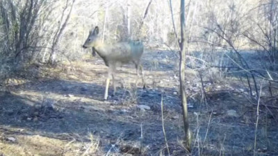 Шарын ұлттық паркінде жабайы қабан мен елік фототұзаққа түсті