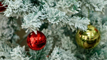 Фотография к новости: Германияда бір отбасы үйінде 605 шырша орнатты