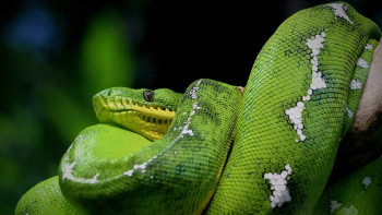 Фотография к новости: Қазақстанда жыланның 18 түрі мекендейді