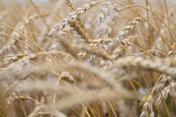 Фотография к новости: Диқандарға астық сатып алу бағдарламасы бойынша 3,4 млрд теңге төленді