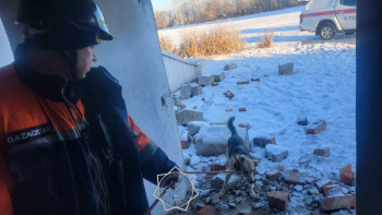 Фотография к новости: ТЖМ қызметкерлері құдыққа құлап кеткен итті құтқарды