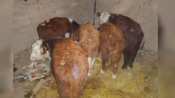 Фотография к новости: Жамбыл облысында ұрланған мал иесіне қайтарылды