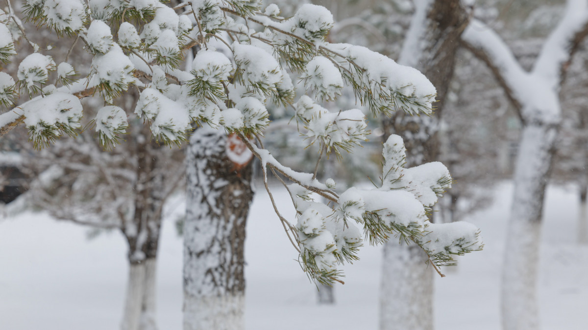  Арман Мухатов  -архив