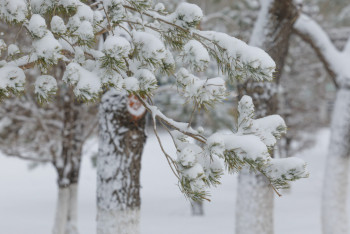 Фотография к новости: Қар, бұрқасын, көктайғақ: Бірнеше өңірде дауылды ескерту жарияланды