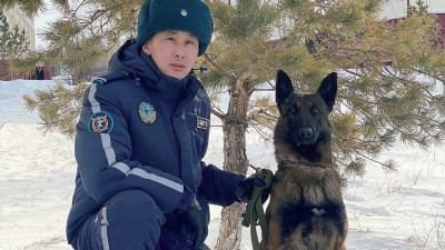 Биыл Ұлттық ұланның қызметтік иттері 40 келі есірткі тәркілеуге көмектесті
