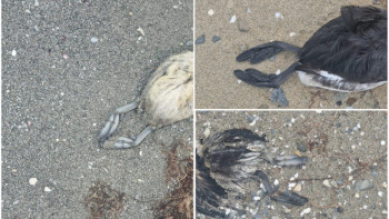 Фотография к новости: Каспий маңында ондаған құс өлі табылды