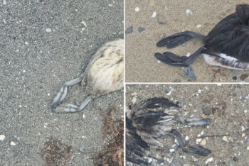 Фотография к новости: Каспий маңында ондаған құс өлі табылды