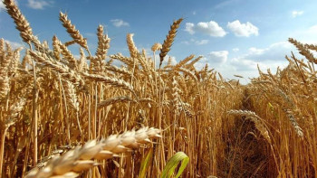 Фотография к новости: Қазақстан былтыр шетелге 3,7 млн тонна астық жіберді