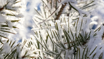 Фотография к новости: АҚШ-ты кейінгі 10 жылда болмаған аяз күтіп тұр