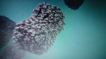 Фотография к новости: Францияда маймыл шешегінің жаңа штамы тіркелді