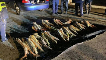 Фотография к новости: Маңғыстауда екі тоннаға жуық бекіре балығы тәркіленді