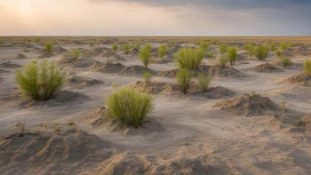 Фотография к новости: Арал теңізінің құрғаған ұлтаны қалпына келтіріліп жатыр