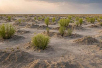 Фотография к новости: Арал теңізінің құрғаған ұлтаны қалпына келтіріліп жатыр