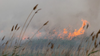 Фотография к новости: АҚШ-тағы орман өрті: "Болашақ" ресми мәлімдеме жасады