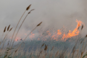 Фотография к новости: АҚШ-тағы орман өрті: "Болашақ" ресми мәлімдеме жасады