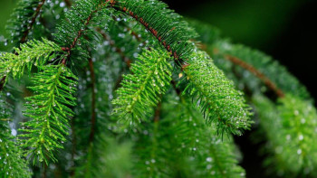 Фотография к новости: Жаңа жылдық рейд барысында заңсыз ағаш кескендер анықталды