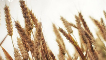 Фотография к новости: Қазақстан Иран мен Әзербайжанға астық жеткізуді қайта бастады