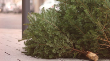 Фотография к новости: Табиғи шыршаларды хайуанаттар бағына тапсыруға болады