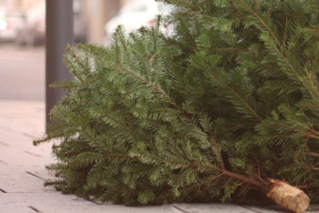 Фотография к новости: Табиғи шыршаларды хайуанаттар бағына тапсыруға болады