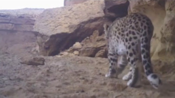 Фотография к новости: Үстірт мемлекеттік табиғи қорығында Орталық Азия барысы фототұзаққа түсті