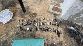 Фотография к новости: Маңғыстауда тағы да құстар мен итбалықтардың өлекселері табылды