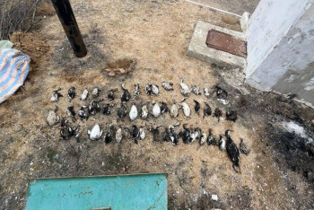 Фотография к новости: Маңғыстауда тағы да құстар мен итбалықтардың өлекселері табылды