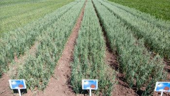 Фотография к новости: Отандық тұқым шаруашылығын дамытуға ерекше көңіл бөлінуде