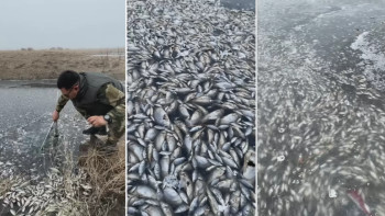 Фотография к новости: Атырау облысында тағы балық қырылып жатыр