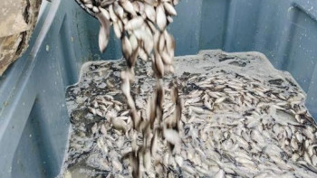 Фотография к новости: Атырауда 1,8 млн дана балық шабағы Жайыққа жіберілді