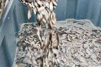 Атырауда 1,8 млн дана балық шабағы Жайыққа жіберілді