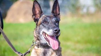 Фотография к новости: Қызметтік иттердің көмегімен мыңнан астам ұрлық ашылды