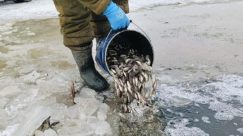 Фотография к новости: Атырау облысында 6,4 миллион шабақ құтқарылды