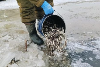 Фотография к новости: Атырау облысында 6,4 миллион шабақ құтқарылды